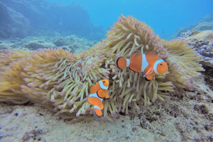Zwei Clownfische, die in einer Seeanemone auf dem Meeresboden schwimmen.