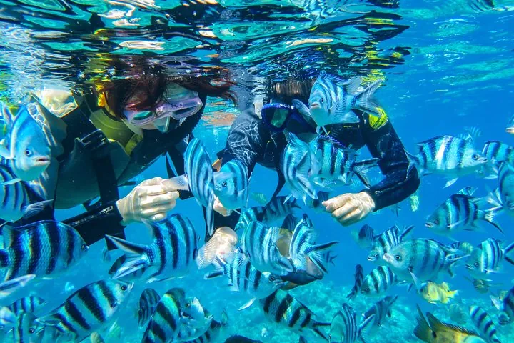 Menschen beim Schnorcheln in klarem blauem Wasser, umgeben von vielen gestreiften Fischen
