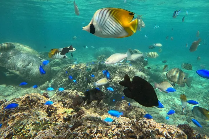 Bunte Fische, darunter ein Falterfisch, die über ein felsiges Korallenriff schwimmen